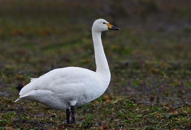 重庆小天鹅爆料案件最新,揭开餐饮行业潜规则黑幕
